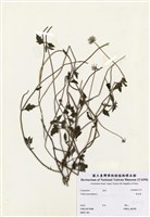 藏品(長柄菊)的圖片